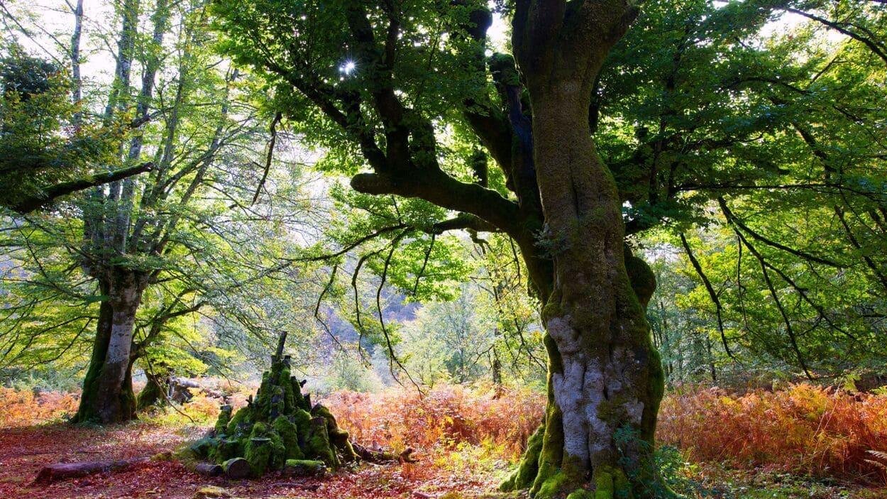 5 bosques mágicos de España para visitar este verano: refugios de sombra, misterio y leyenda