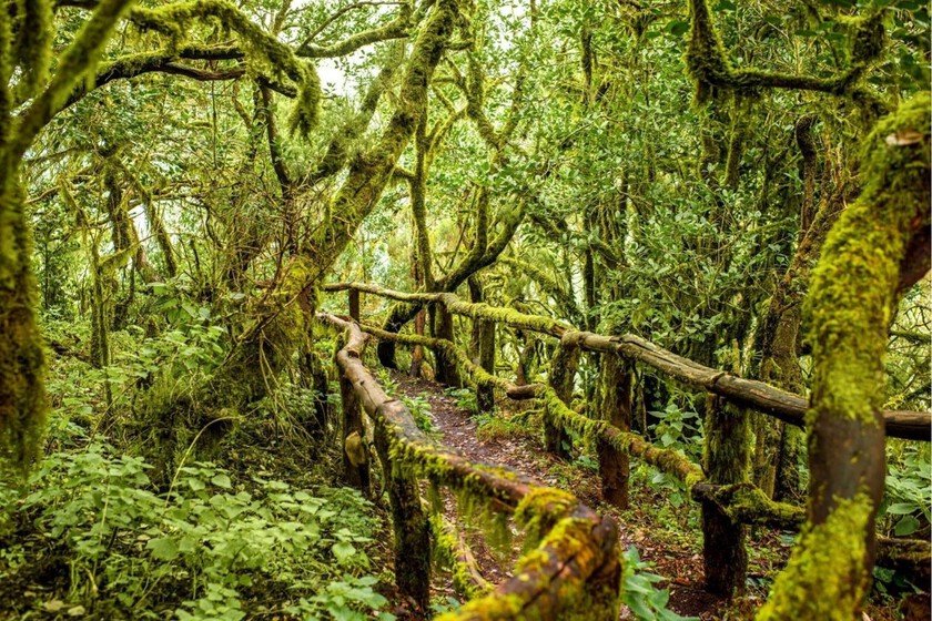 Cascadas, puentes inundados de musgo y bosques milenarios de laurisilva: la ruta más bonita para hacer en invierno
