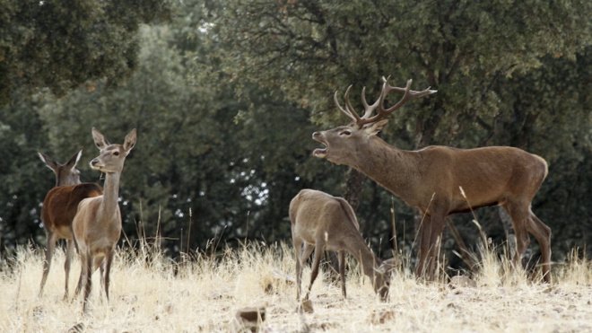 Cinco rutas para observar animales en plena naturaleza en España