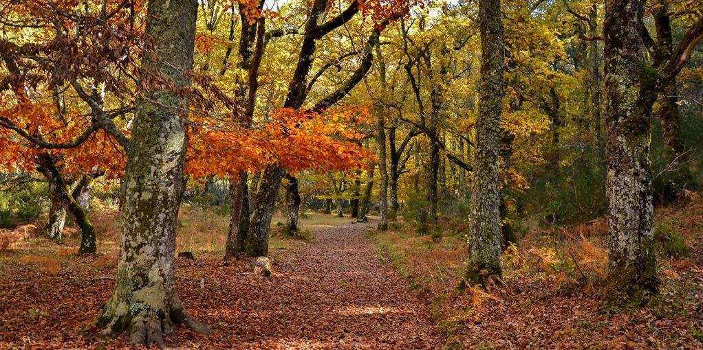 Cuatro rutas de senderismo perfectas para disfrutar de la magia del otoño cerca de Madrid: bosques de colores que son escenario de cuento