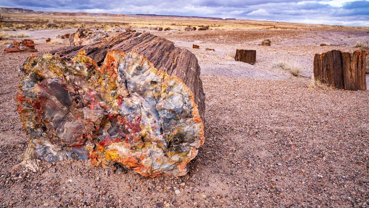 El bosque petrificado mejor conservado del mundo está en España: declarado de interés geológico mundial y con árboles en posición de vida