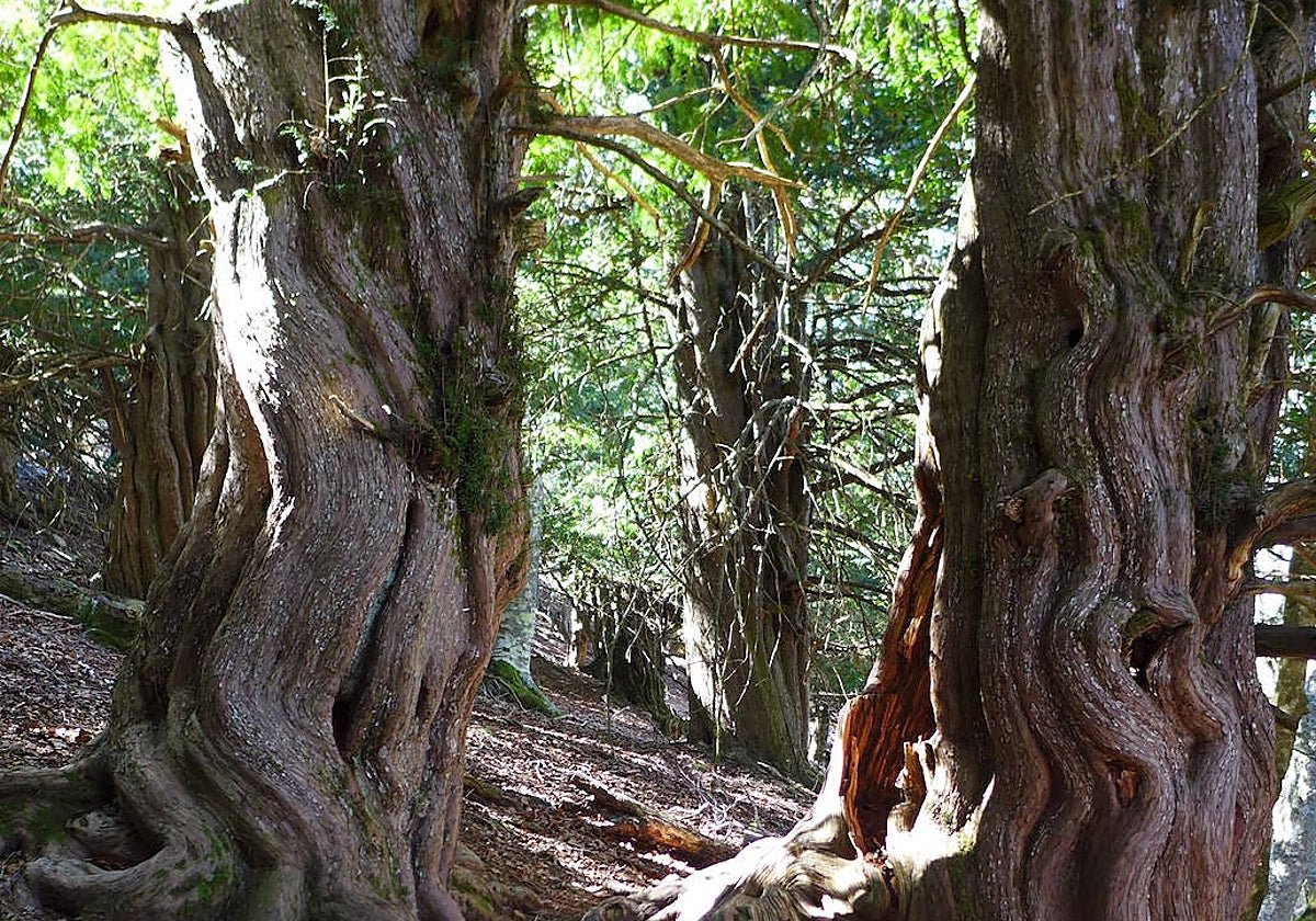 El encantador bosque de Castilla y León que presume de sus mágicos árboles milenarios | La Gaceta de Salamanca
