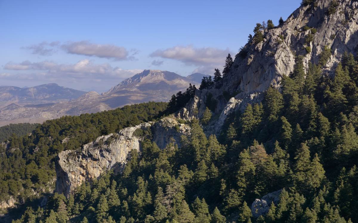 El mayor bosque de pinsapos del mundo: cubre más de 3000 hectáreas (y está en España)