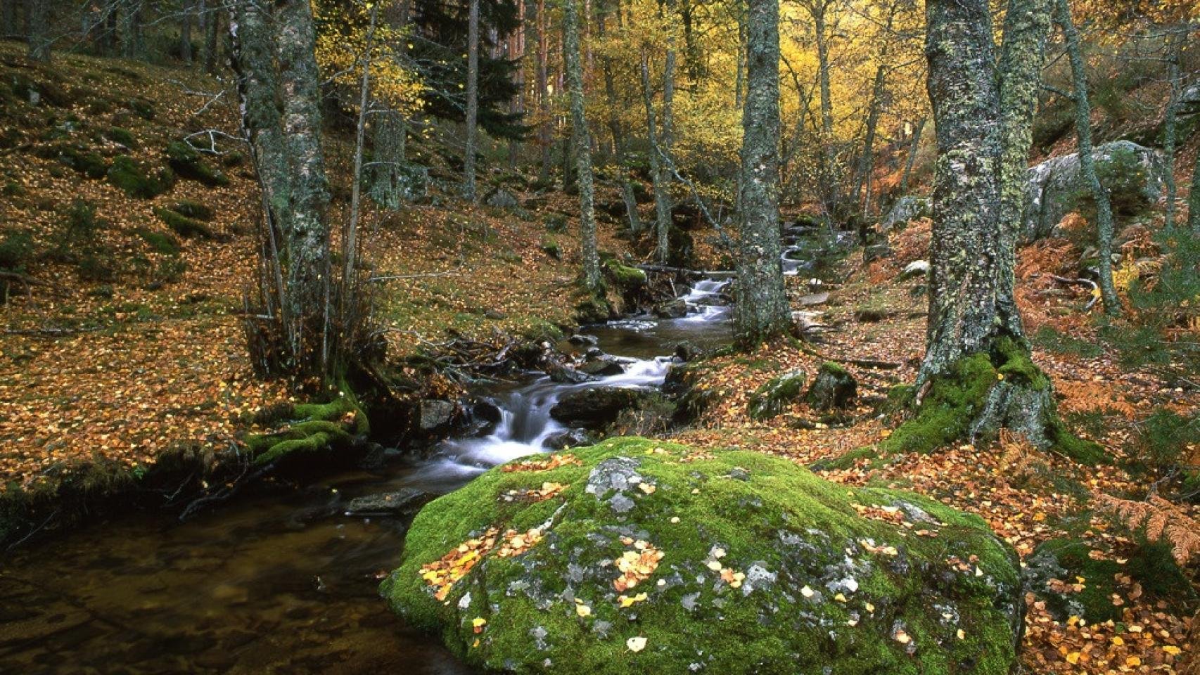 El sendero más bonito de Madrid: camina por un bosque de abedules con vistas espectaculares a la Sierra