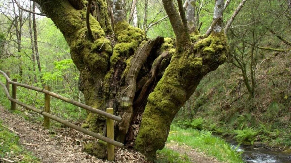 Esta ruta de senderismo pinta de verde el corazón de Galicia: árboles centenarios y puentes de madera a menos de 2 horas de A Coruña