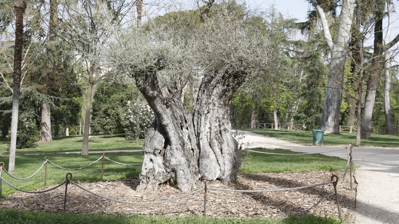 Este es el árbol con más historia de Madrid: no es el madroño y la mayoría no lo conoce