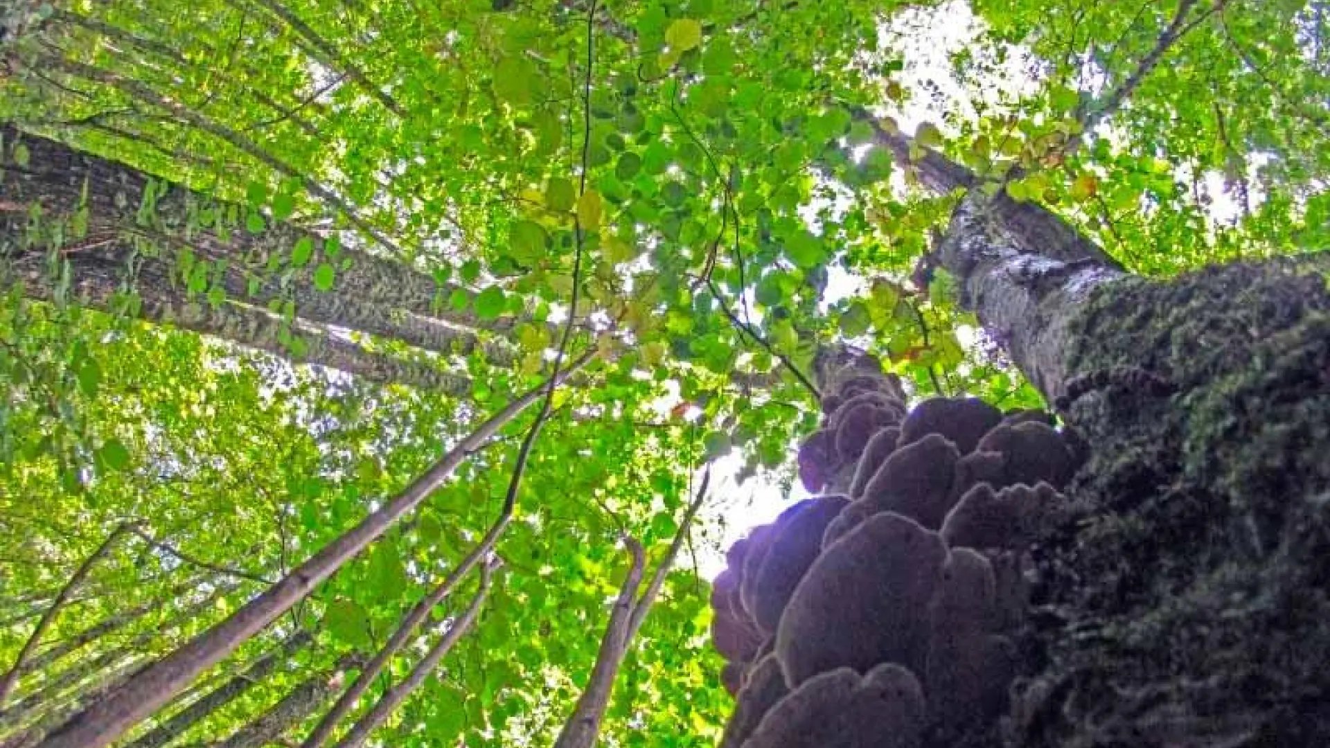 La bonita ruta de senderismo por un bosque rodeado de acebos y castaños en Salamanca