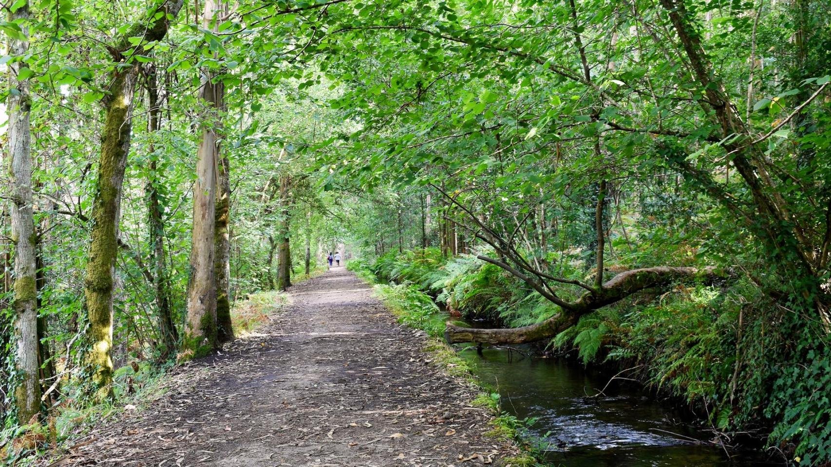 La centenaria maravilla natural de Galicia que debes visitar: 