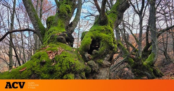 La ruta de castaños centenarios que tienes que hacer sí o sí en Extremadura: preciosos paisajes para toda la familia