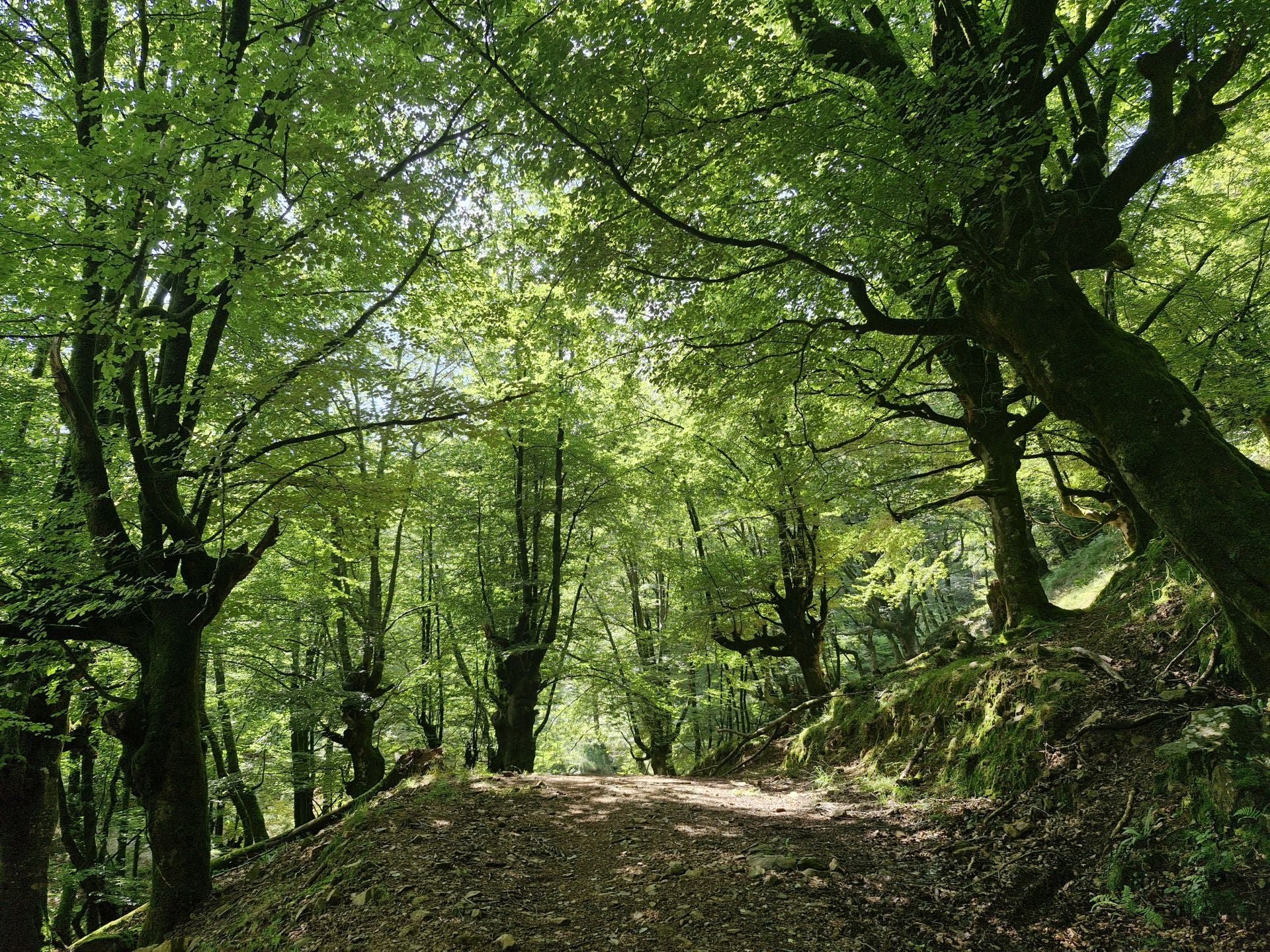 La ruta por el Hayal de Aloños, en imágenes | El Diario Montañés