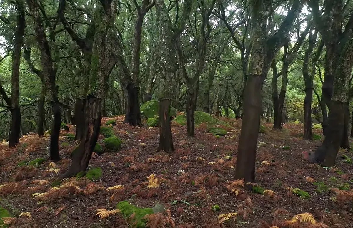 La 'selva virgen' de la península ibérica está en Andalucía: bosque de niebla, naturaleza exuberante, senderos y paisajes que enamoran