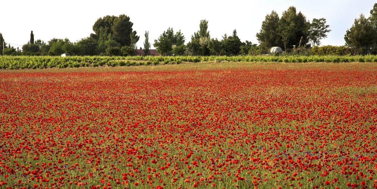 Ni la lavanda de Brihuega ni los cerezos en flor del Valle del Jerte: este es el campo de flores más precioso de la primavera, está a sólo dos horas de Madrid y casi nadie lo conoce todavía