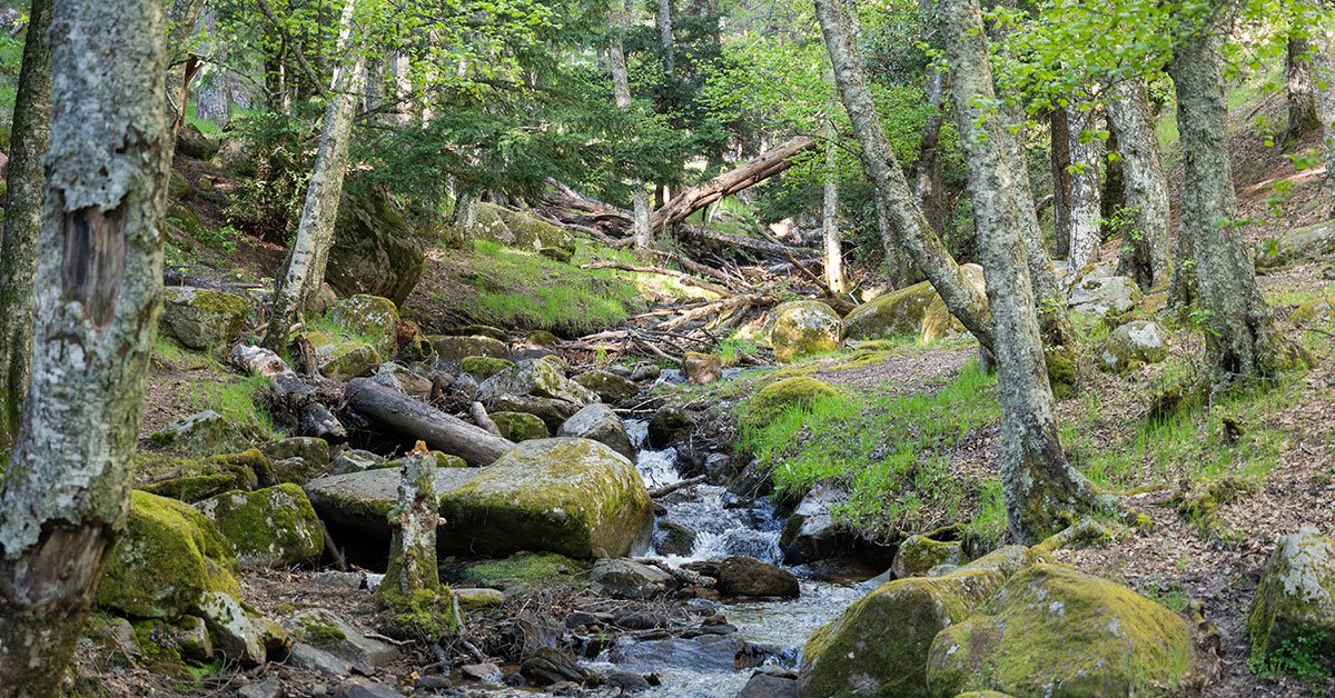 ¡Piérdete en el bosque! La solución más fresquita para los días de calor ~ Madrid Desconocido