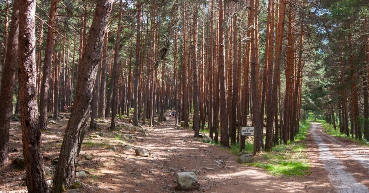 Ruta al Chorro de Navafría: cascadas y bosques en uno de los paisajes más bonitos de la sierra de Guadarrama