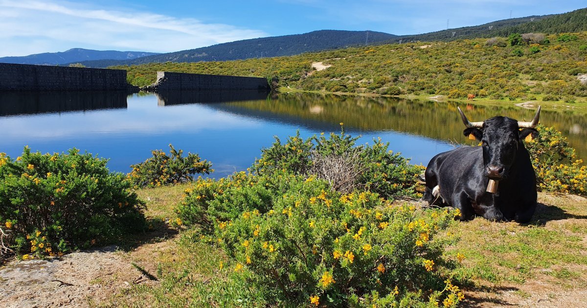 Rutas desconocidas en la Sierra de Guadarrama: descubre el Madrid que no te esperas