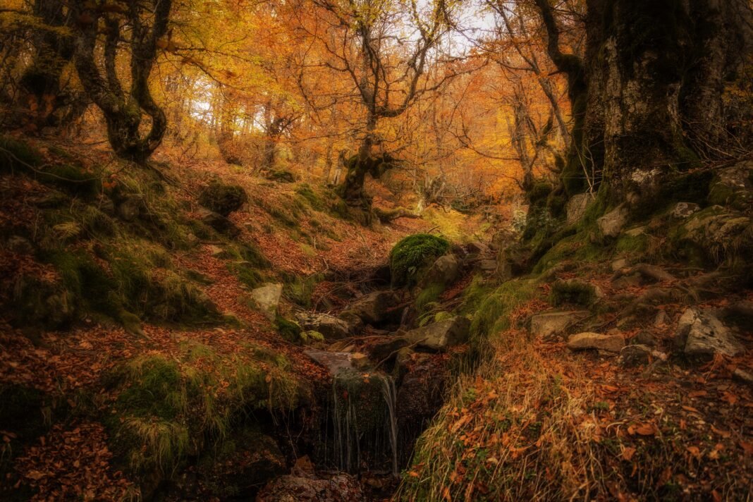 Seis rutas para vivir el otoño en la provincia de Segovia - Segoviaudaz.es
